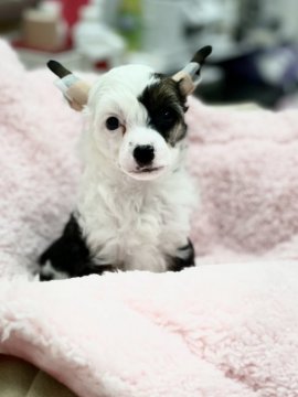チャイニーズ・クレステッド・ドッグ【熊本県・男の子・2021年11月7日・ブラック&ホワイト パウダーパフ】の写真「おとなしめの優しい男の子です」