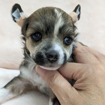 チャイニーズ・クレステッド・ドッグ【熊本県・男の子・2024年8月8日・クリーム&ホワイト】の写真「JKC.ch直子とても綺麗な子です
パウダーパフ」