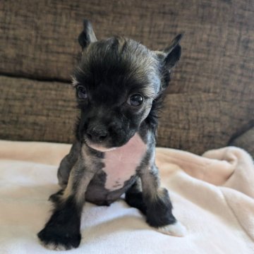 チャイニーズ・クレステッド・ドッグ【熊本県・男の子・2024年8月8日・ブラウン&ホワイト】の写真「JKC.ch直子　小柄な男の子です🤗
ヘアレス」