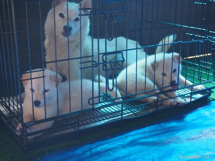 生後55日目です。子犬が母親のそばにいたいだけ一緒に過ごす環境を作っています。｜古屋　紀由(ふるや　きよし)ブリーダー(東京都・柴犬・日本犬保存会登録)の紹介写真2