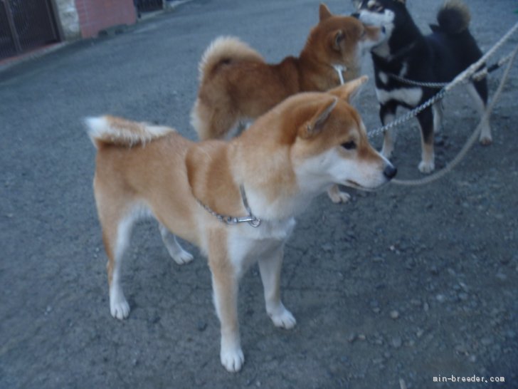 これからみんなで一斉に運動タイム！！仲良し同士は2頭一緒に、気が合わない者同士は別々に運動します。｜古屋　紀由(ふるや　きよし)ブリーダー(東京都・柴犬・日本犬保存会登録)の紹介写真3