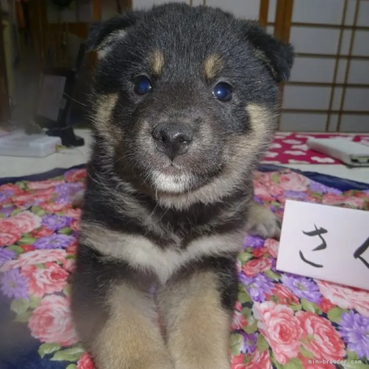 ID:2302-00739の子犬