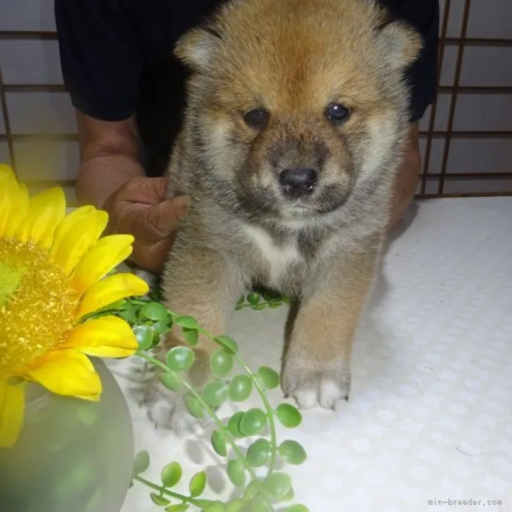 ID：2306-02173の子犬