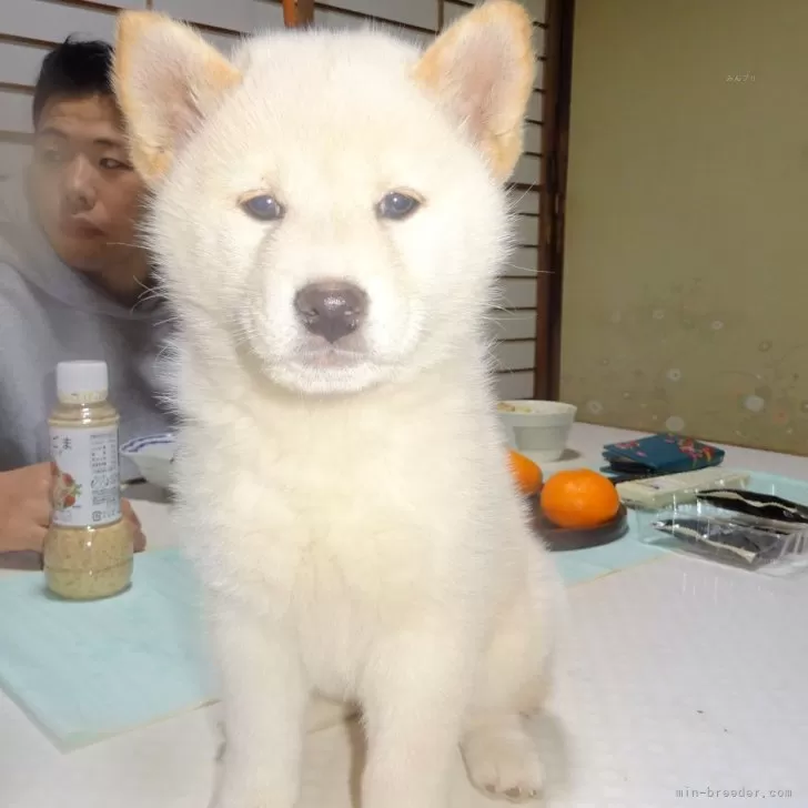 tetsu 様のお迎えした子犬