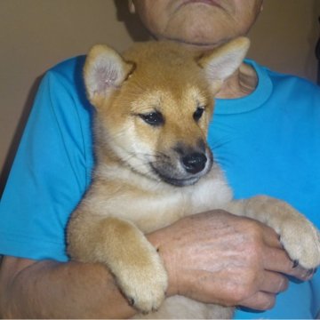 柴犬(標準サイズ)【東京都・男の子・2024年7月1日・赤】の写真「やんちゃな男の子」