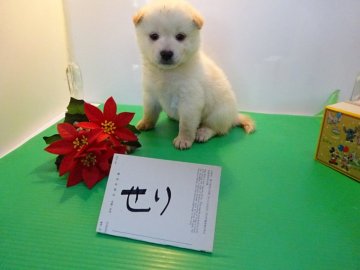 柴犬(標準サイズ)【東京都・女の子・2021年1月1日・白】の写真「可愛い顔立ち」