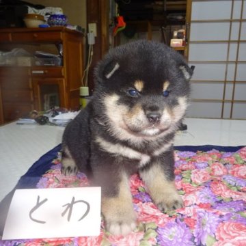 柴犬(標準サイズ)【東京都・男の子・2023年1月26日・黒】の写真「真ん丸のぬいぐるみ」