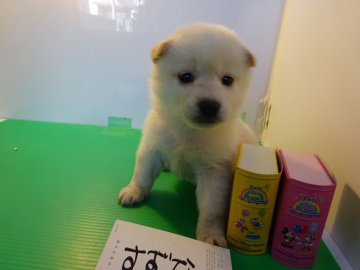 柴犬(標準サイズ)【東京都・女の子・2021年1月1日・白】の写真「はっきりとした顔立ち」