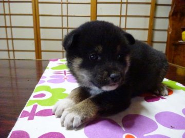 柴犬(標準サイズ)【東京都・女の子・2020年10月12日・黒】の写真「小ぶりの黒柴です」