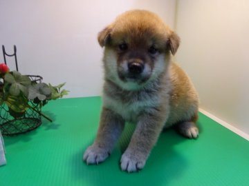 柴犬(標準サイズ)【東京都・男の子・2021年6月1日・赤】の写真「食欲旺盛、好奇心あり」