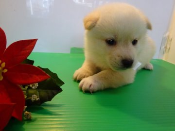 柴犬(標準サイズ)【東京都・男の子・2021年1月1日・白】の写真「はっきりとした顔立ち」