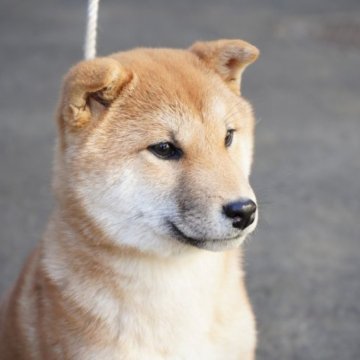 柴犬(標準サイズ)【東京都・男の子・2022年10月25日・赤】の写真「まるまるしてぬいぐるみ」