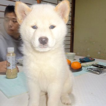 柴犬(標準サイズ)【東京都・女の子・2023年12月7日・白】の写真「しろくまちゃんみたい」
