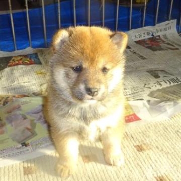 柴犬(標準サイズ)【東京都・女の子・2022年10月2日・赤】の写真「女の子らしいかお」