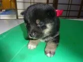 柴犬(標準サイズ)【東京都・男の子・2023年1月11日・黒】の写真3「2月5日撮影」