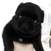 パグ