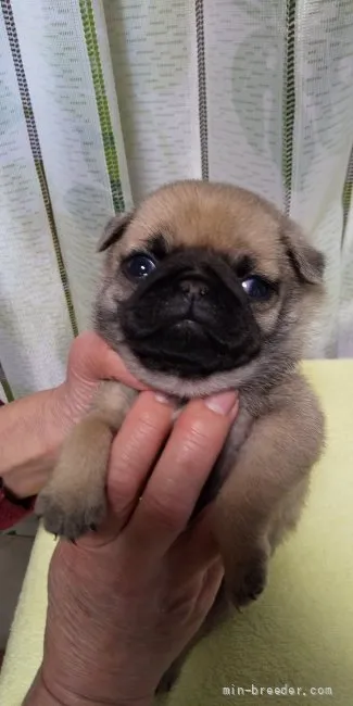 ID：2201-02947の子犬