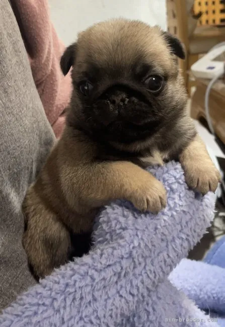 まあ 様のお迎えした子犬