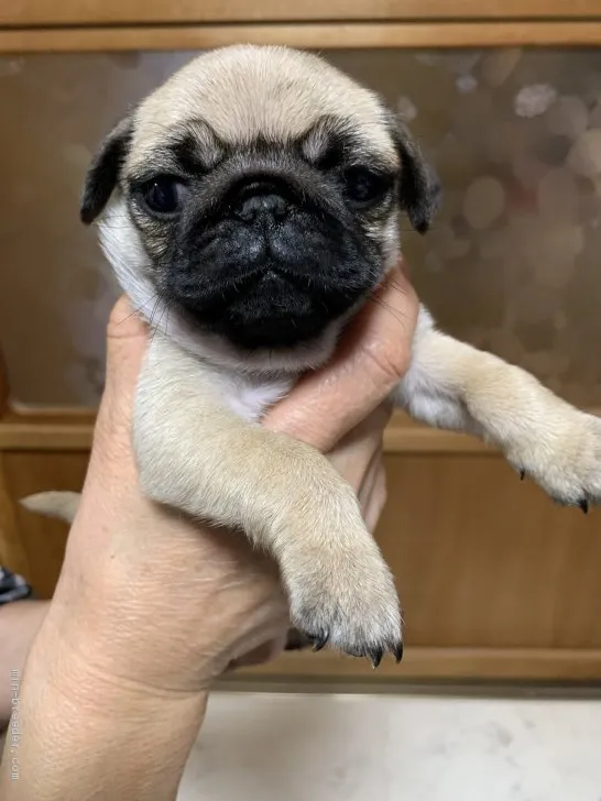 ID：2003-01204の子犬