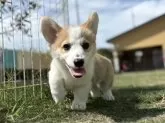 ウェルシュ・コーギー・ペンブローク【静岡県・男の子・2025年6月15日・レッド&ホワイト】の写真12