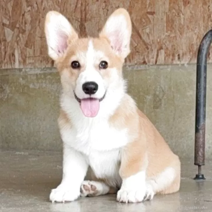 ID：2505-07807の子犬