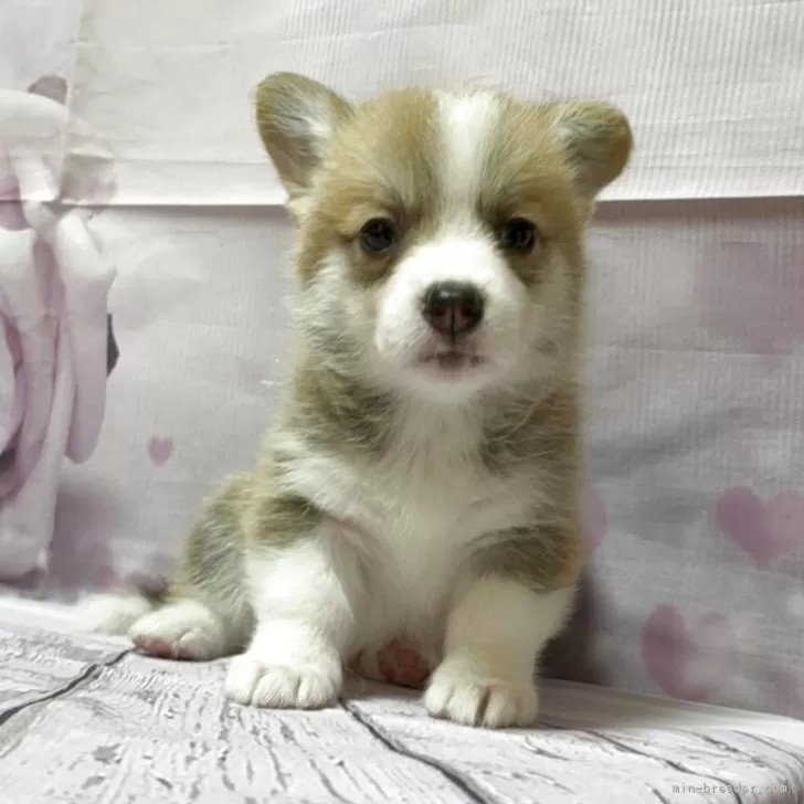 ID:2507-05772の子犬
