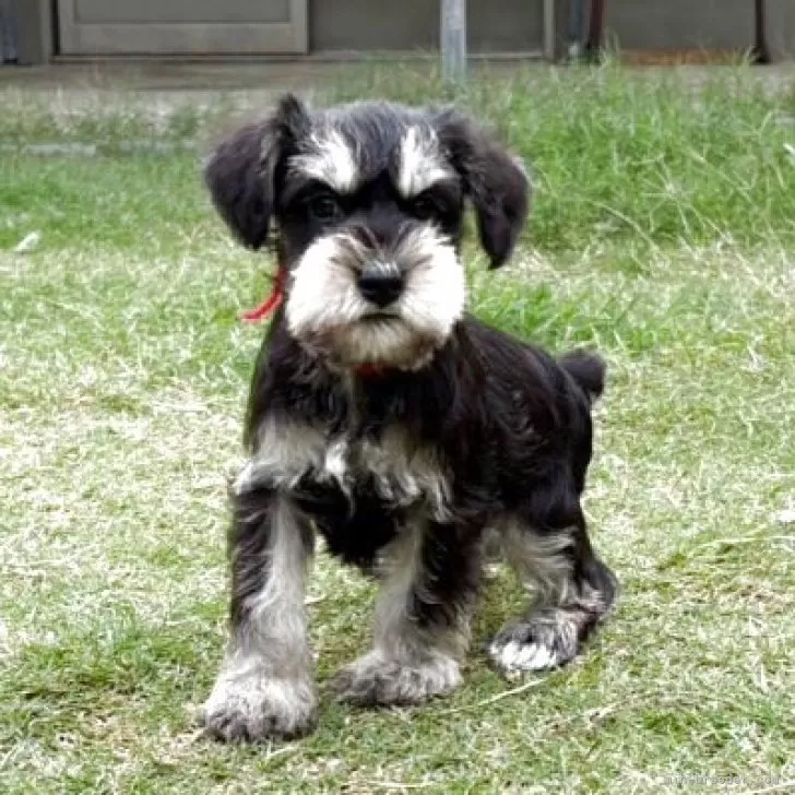 ID：2509-06469の子犬