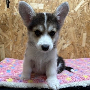 ウェルシュ・コーギー・ペンブローク【静岡県・女の子・2025年11月8日・ブラックタン&ホワイト】の写真「見ているだけでも癒されますよ✨」