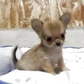 チワワ(ロング)