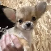 チワワ(ロング)