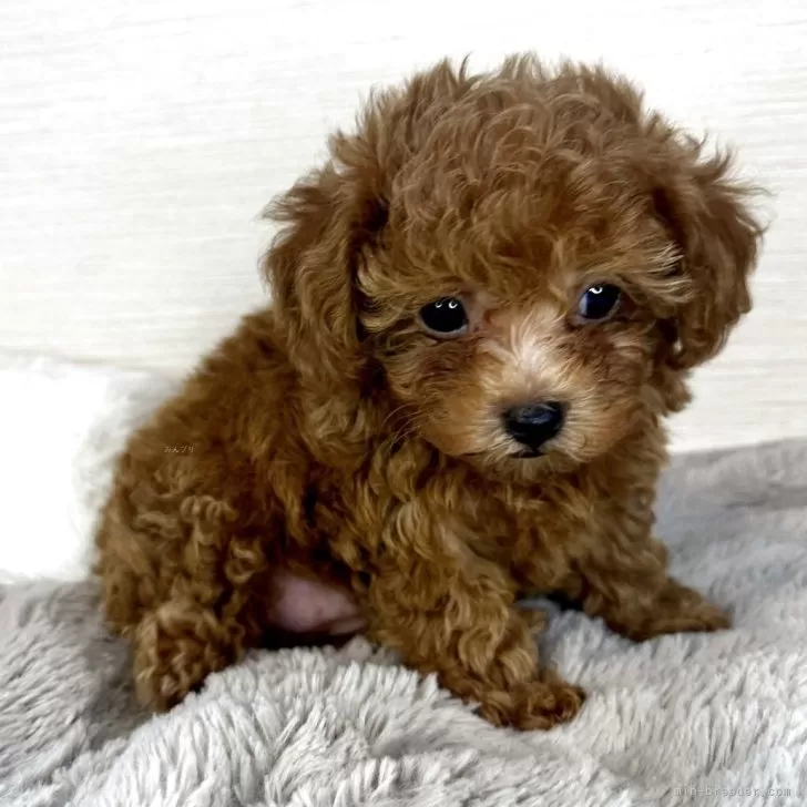 Y.M 様のお迎えした子犬