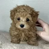 ティーカッププードル