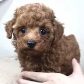 ティーカッププードル