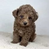 ティーカッププードル