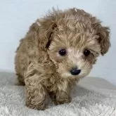 ティーカッププードル