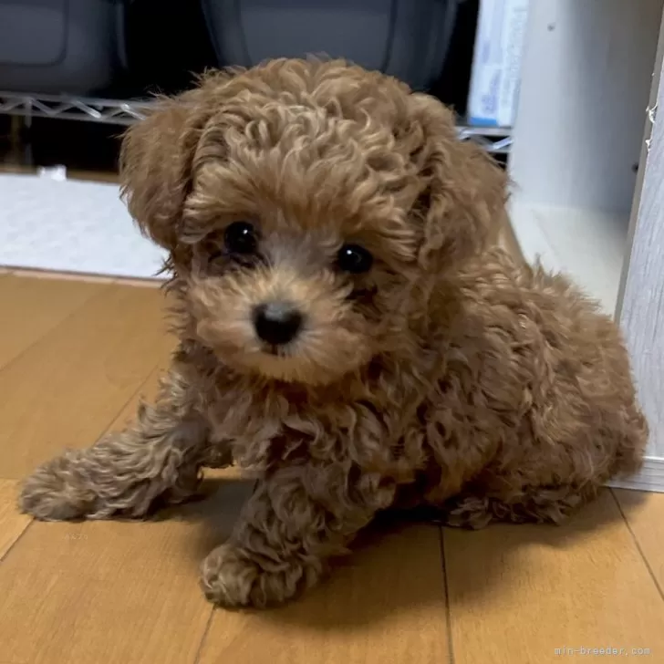 T.H 様のお迎えした子犬