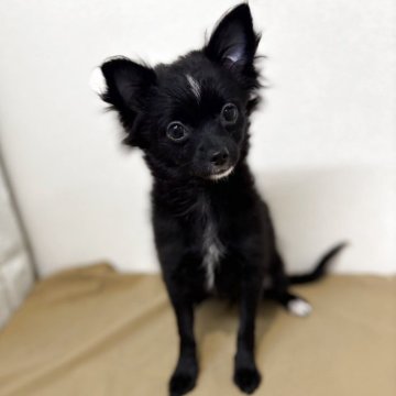 ポメチワ(チワワ×ポメラニアン)【石川県・女の子・2025年7月2日・ブラック】の写真「小ぶりでやさしい女の子です･:*+.」