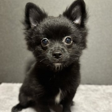 ポメチワ(チワワ×ポメラニアン)【石川県・男の子・2025年7月2日・ブラック】の写真「元気いっぱいの甘えん坊男の子です･:*+.」