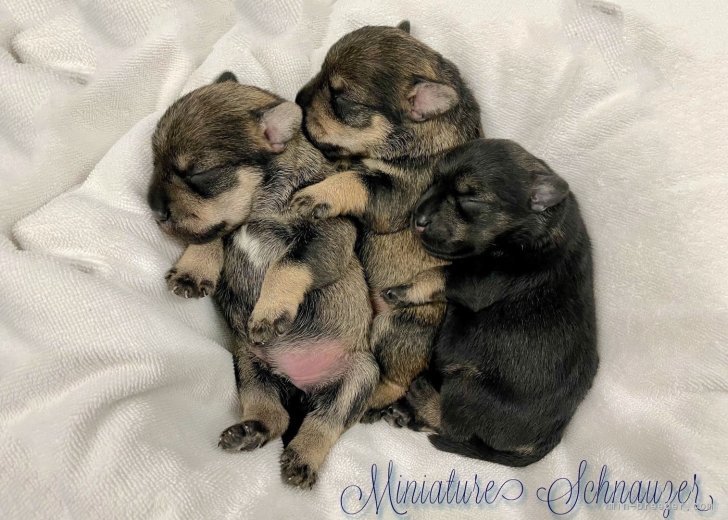 ミニチュアシュナウザーの赤ちゃんです。｜武信　宏実(たけのぶ　ひろみ)ブリーダー(静岡県・トイプードルなど・JKC登録)の紹介写真2