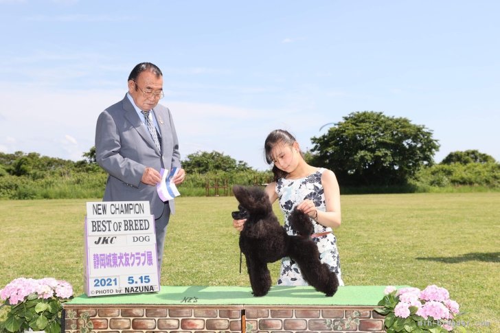 一般検査はもちろん遺伝子検査、心エコーもすべて実施｜武信　宏実(たけのぶ　ひろみ)ブリーダー(静岡県・トイプードルなど・JKC登録)の紹介写真3