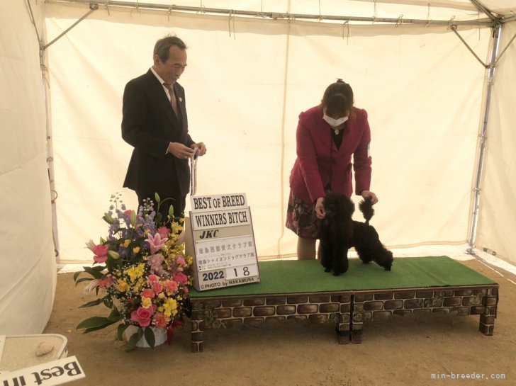 武信　宏実(たけのぶ　ひろみ)ブリーダー(静岡県・トイプードルなど・JKC登録)の紹介写真4