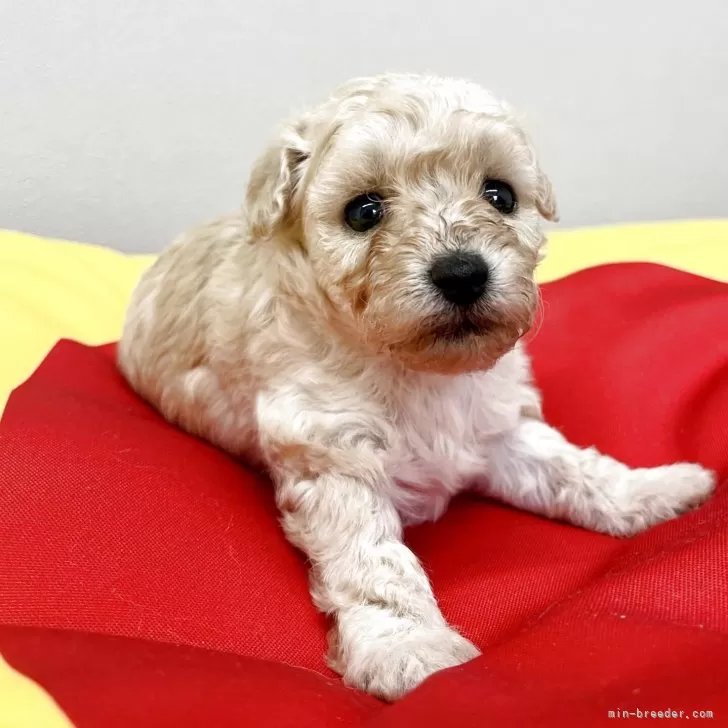 トイプードル(トイ)【静岡県・女の子・2025年9月23日・クリーム】の写真1