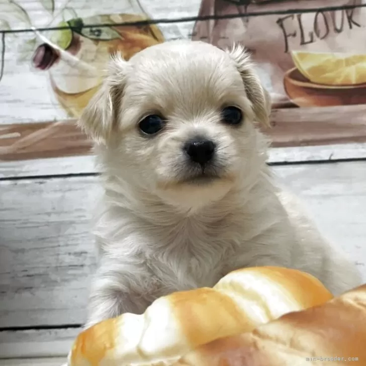 ID：2507-00233の子犬