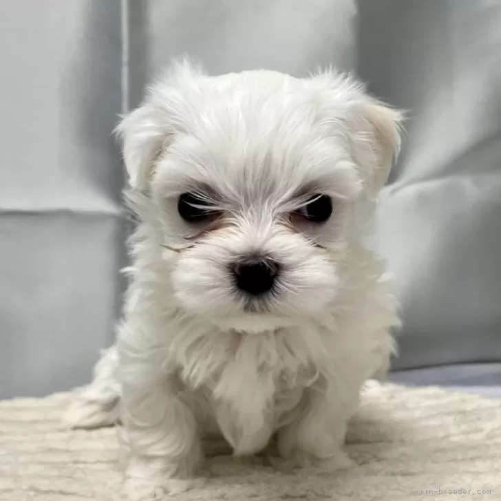 マルチーズ【静岡県・女の子・2024年12月1日・ホワイト】の写真1