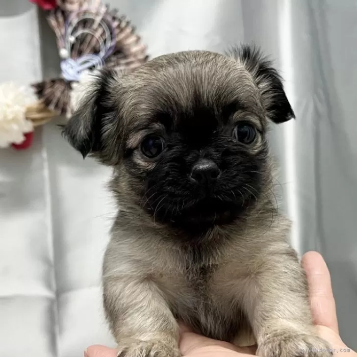 ID：2501-02406の子犬