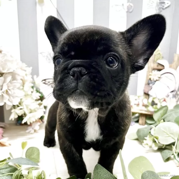 ID:2503-06393の子犬