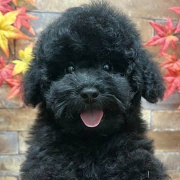 トイプードル(トイ)【静岡県・男の子・2024年8月14日・ブラック】の写真「元気な男の子」
