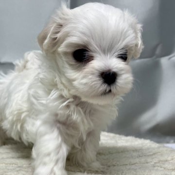 マルチーズ【静岡県・女の子・2024年12月1日・ホワイト】の写真「かわいい女の子」