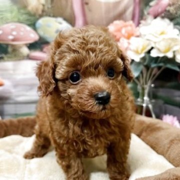 トイプードル(トイ)【静岡県・男の子・2025年9月25日・茶色】の写真「かわいいお顔の男の子」