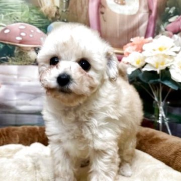 トイプードル(トイ)【静岡県・女の子・2025年9月23日・クリーム】の写真「元気な女の子」